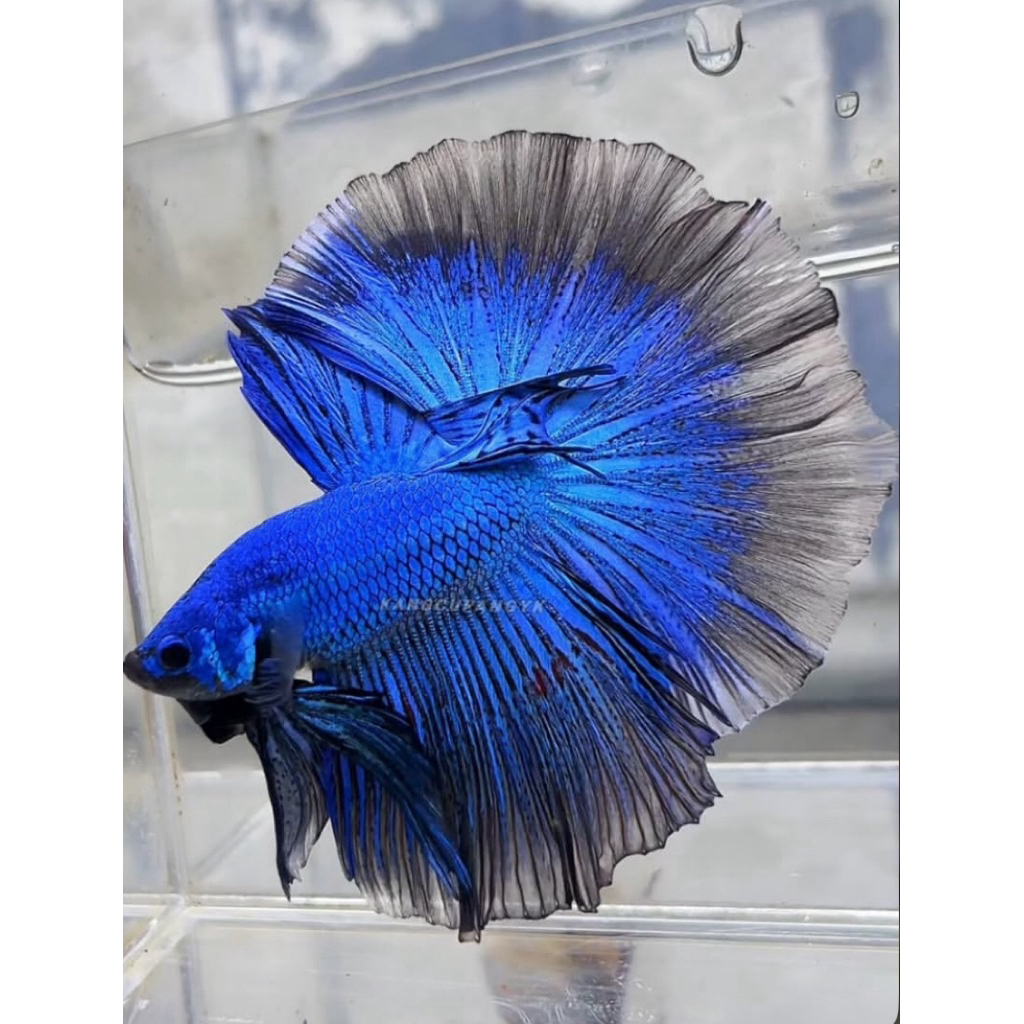TERMURAH ikan cupang halfmoon blue solid ekor lebar mental galak