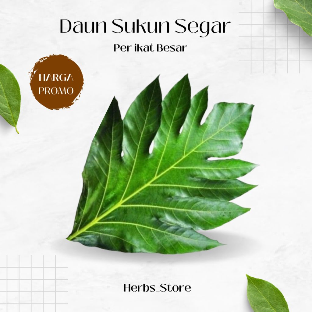 daun sukun segar