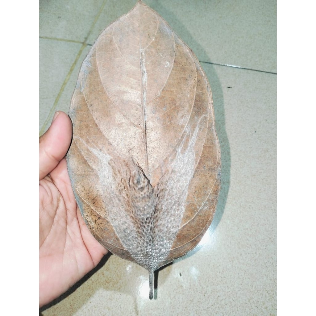 wesi kuning nempel daun