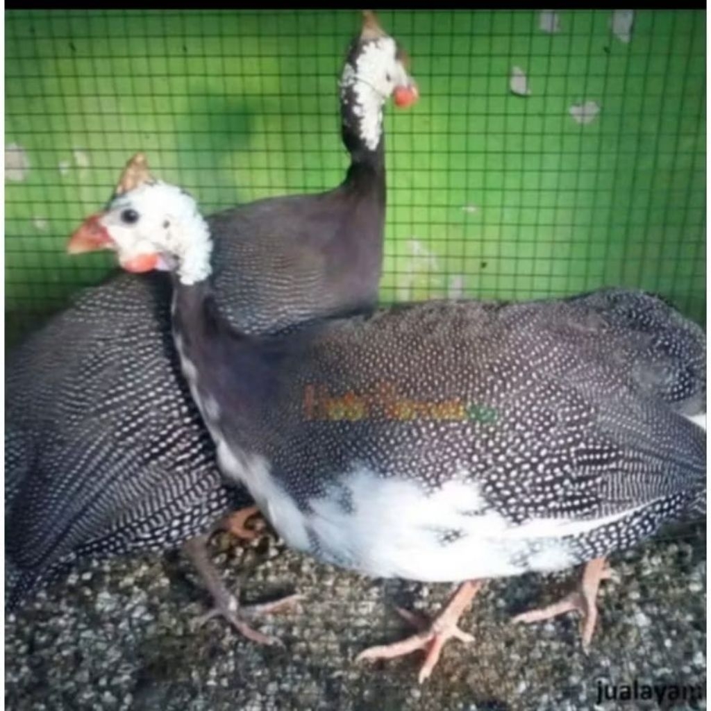 AYAM MUTIARA INDUKAN DEWASA pilihan super