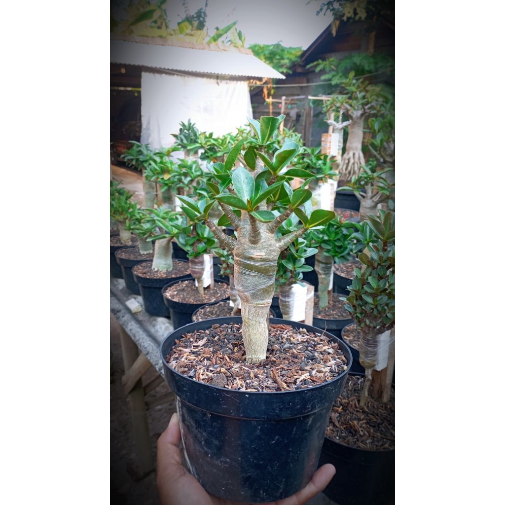 Adenium Long Caudex
