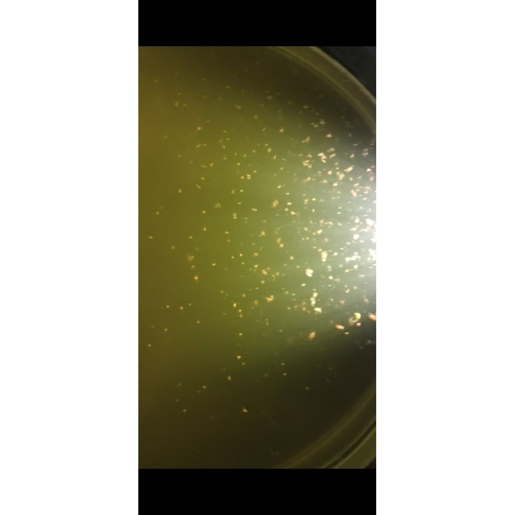 starter kutu air Dapnia Magna (DM)