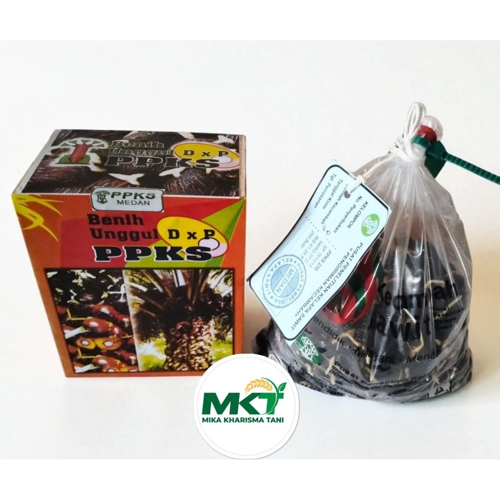 BENIH SAWIT UNGGUL PPKS MEDAN 250 seed(biji) sudah berkecambah