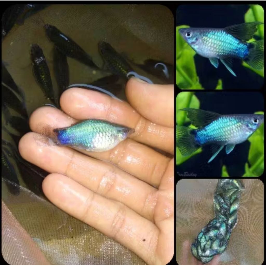 Platy blue neon