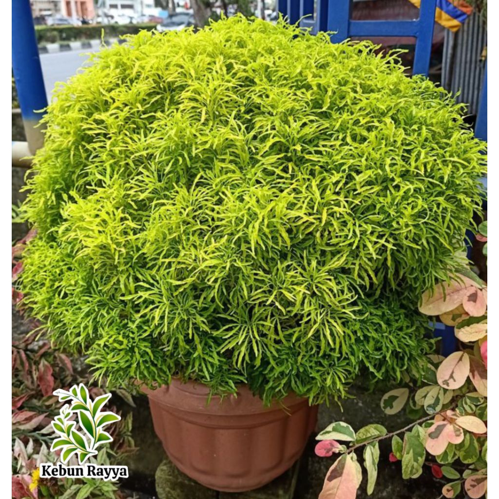 Tanaman Hias Brokoli Kuning, Brokoli Kuning Golden, Pohon Brokoli Kuning