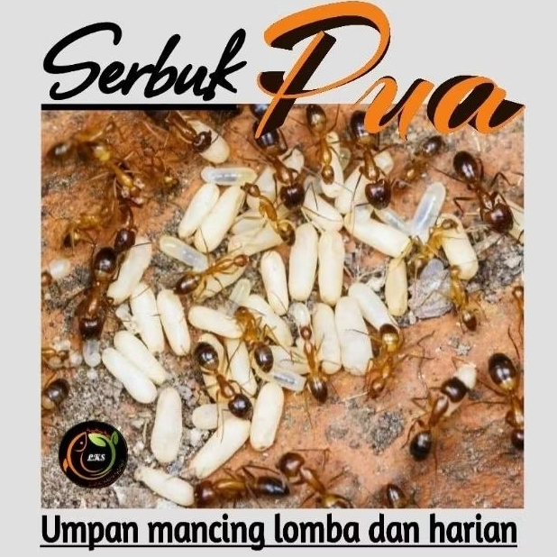 Serbuk Pua ( Pengganti Kroto, Telur Jangkrik dan Telur Pua ) umpan mancing pakan ikan pakan burung