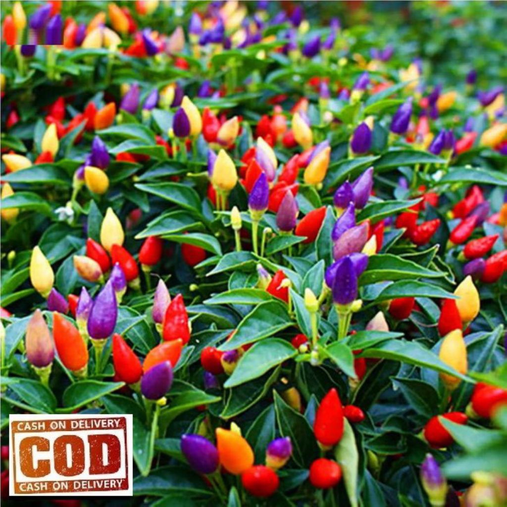 6 Benih Cabe Pelangi Cabe Hias Bibit Benih Biji Cabe Pelangi Benih Tanaman Cabe Rawit Hias Aneka Mac