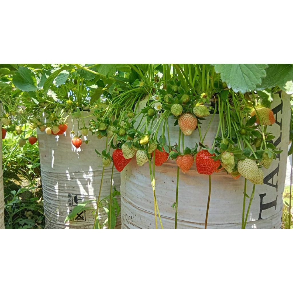 Bibit strawberry mencir - bibit pohon stroberi manis jumbo - Dataran Rendah