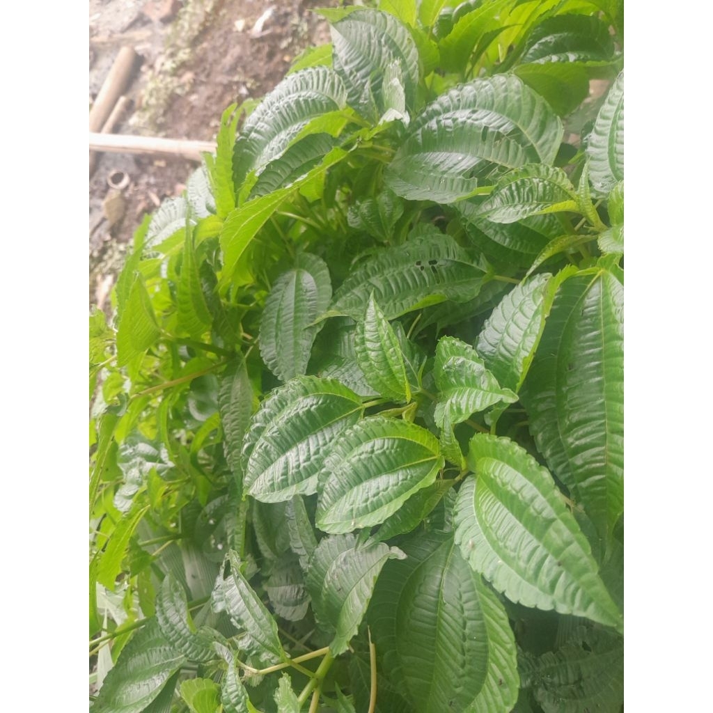 lalapan segar pohpohan perlembat