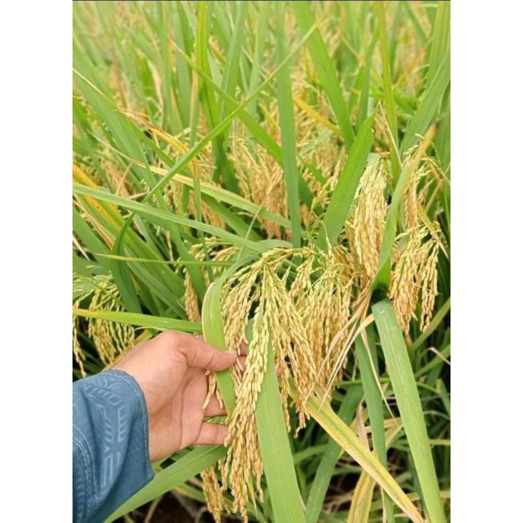 Benih Padi Super Hibrida SEMBADA-168 Kemasan (5 KG)