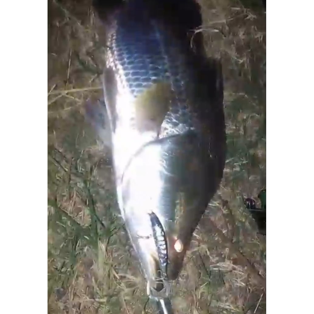 zerek sabre dance f custom