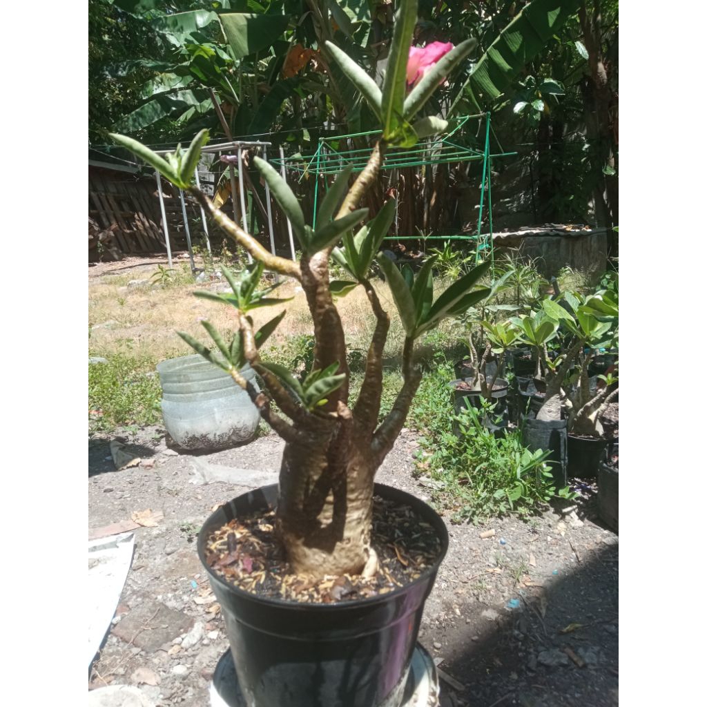 adenium arabicum hybrid