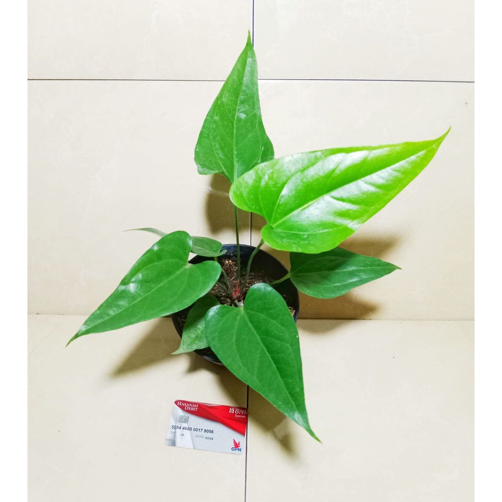 anturium garuda x corong