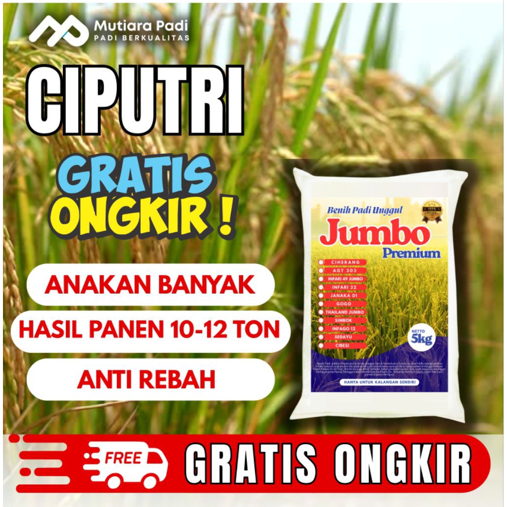 BIBIT PADI BENIH PADI PREMIUM CIPUTRI ( CIHERANG MALAI PANJANGH)KEMASAN 5KG 100% ORIGINAL