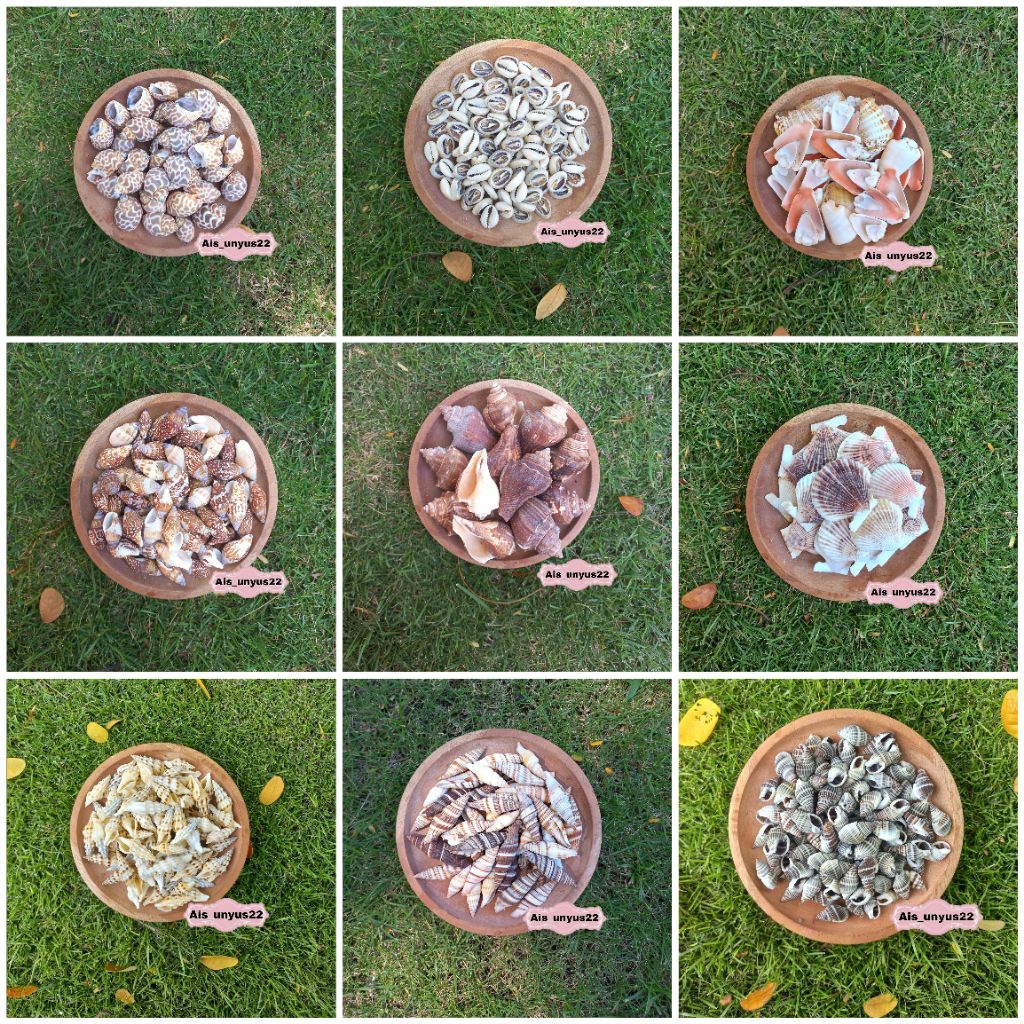 Bahan cangkang Kerang / cangkang kerang / cangkang kerang asli / bahan prakarya / bahan cangkang ker