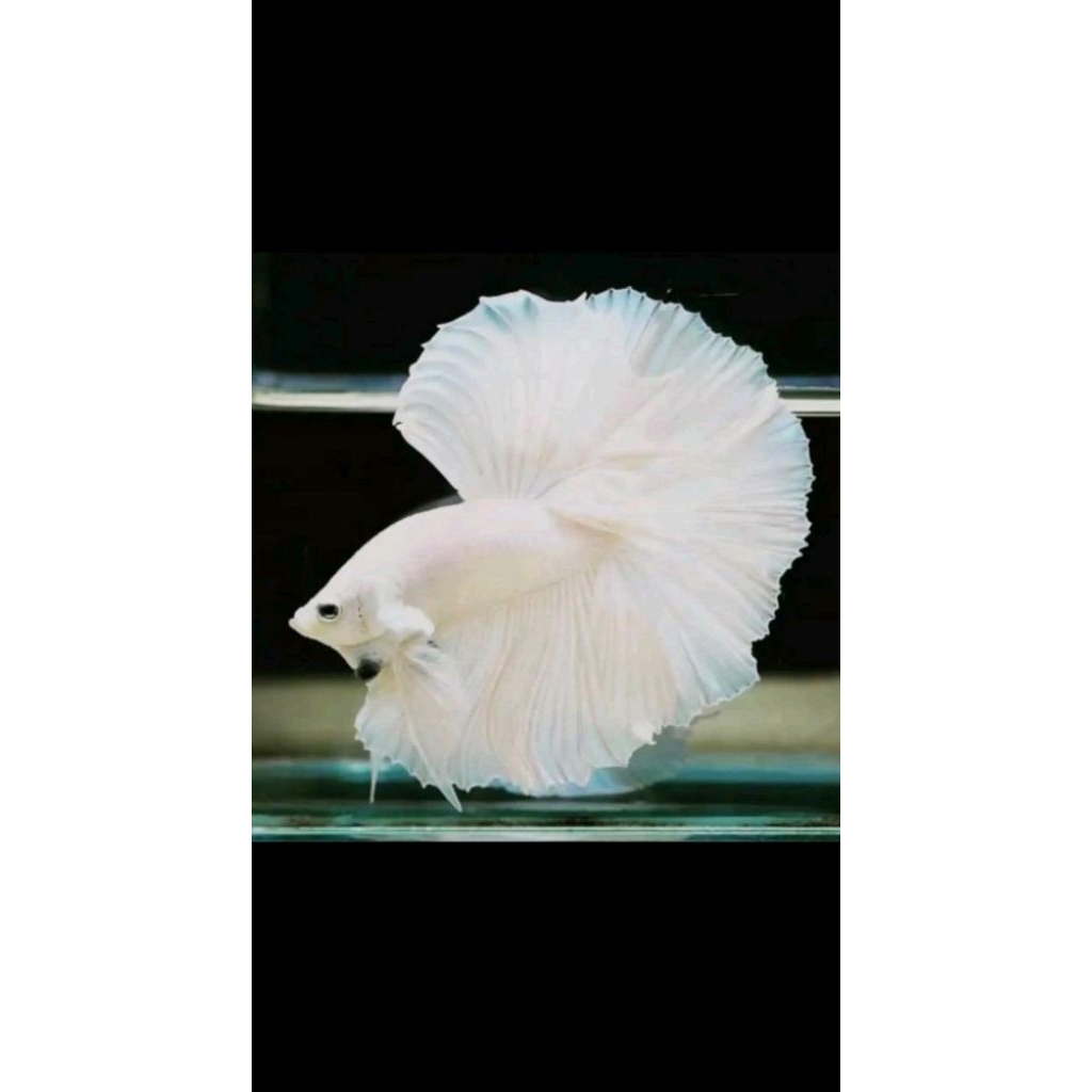 CUPANG HALFMOON FULL WHITE HIASAN AKUARIUM