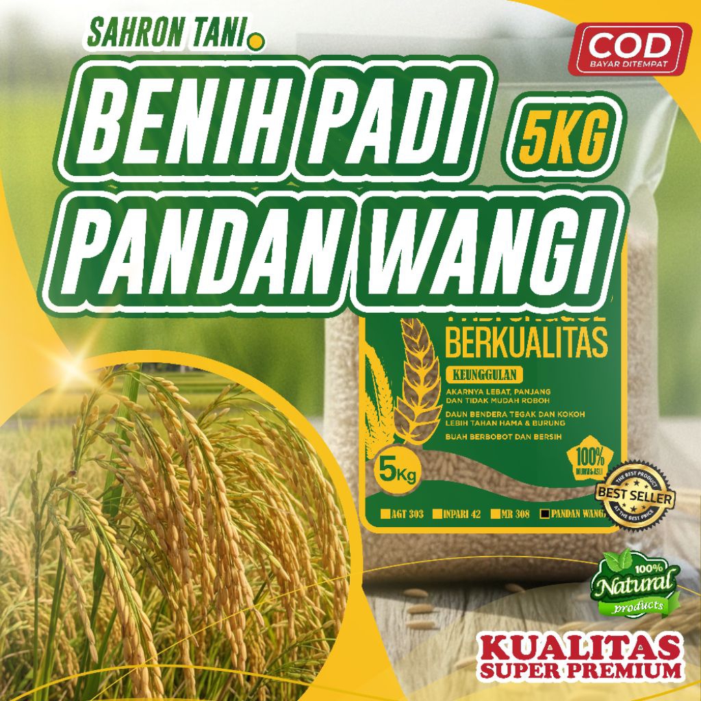 BENIH PADI PANDAN WANGI | 5KG | 1KG | BIBIT KUALITAS SUPER ASLI | COD