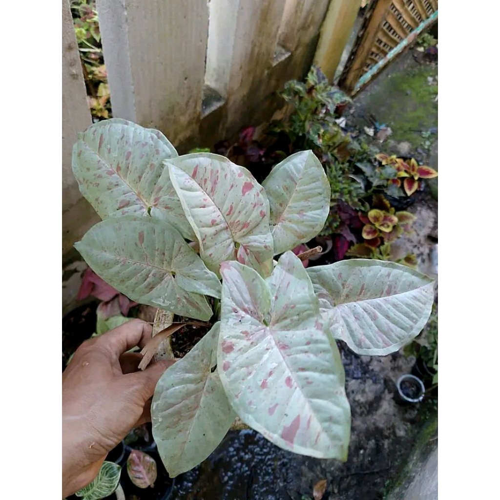 syngonium milk confetti
