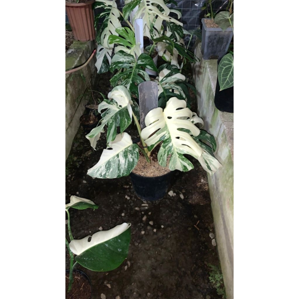 Monstera Albo Variegata