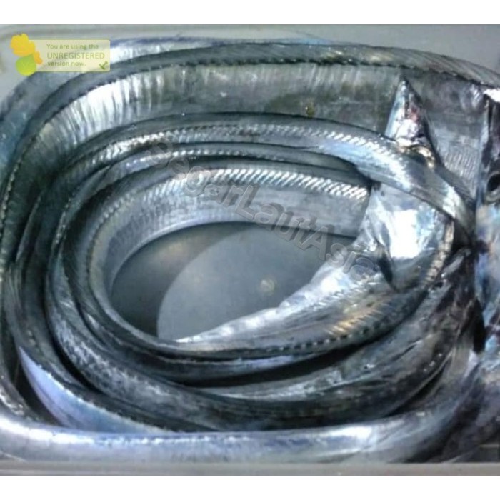 Ikan Layur 1Kg Ikan Layur Segar Ikan Layur Basah Segar Seafood Ikan Laut Ikan Segar 1Kg Makanan Laut