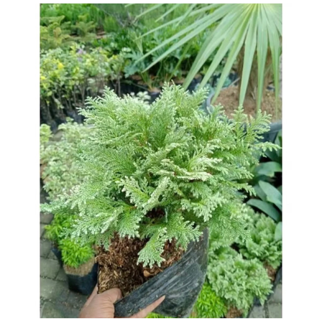 PROMO Tanaman Hias Cemara Inoki-Cemara Salju Rimbun-Cemara Inoki Silver rimbun