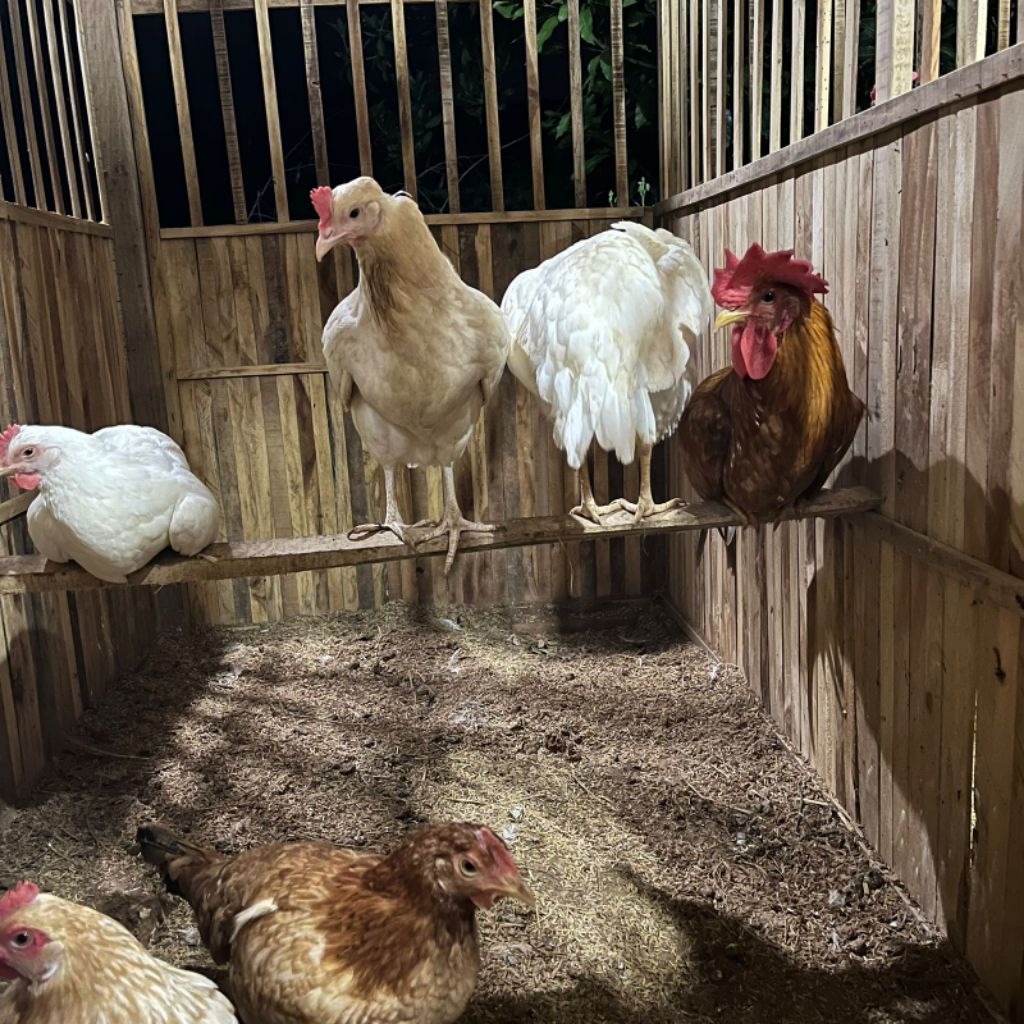 Telur fertil/telur tetas ayam elba Ayam kampung petelur