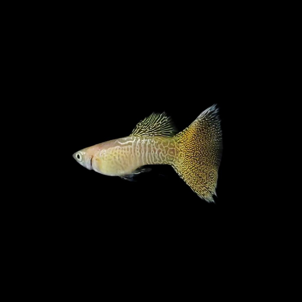 (Hiasan Aquarium)Guppy Blonde yellow Lace