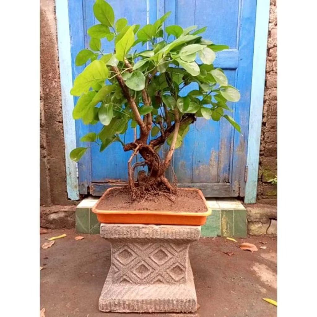 bahan bonsai Tlogosari, pohon Tlogosari asli gunung pati