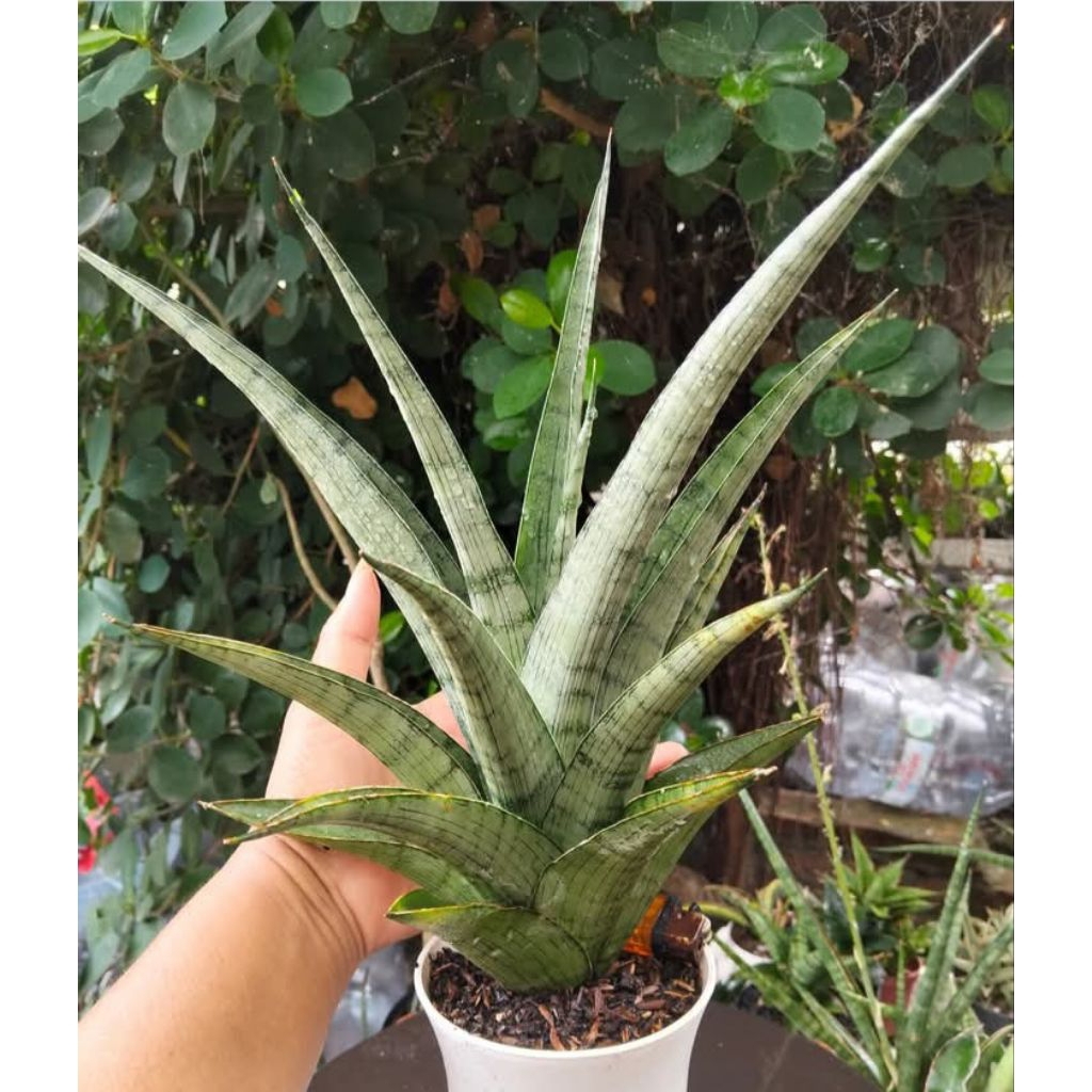 sansevieria agatha / lidah mertua agatha
