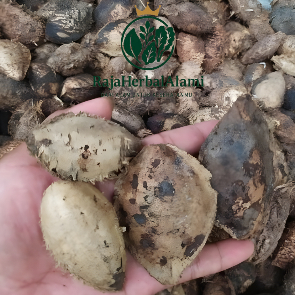 Buah Biji Ketapang Kering Murah Untuk Pakan Burung