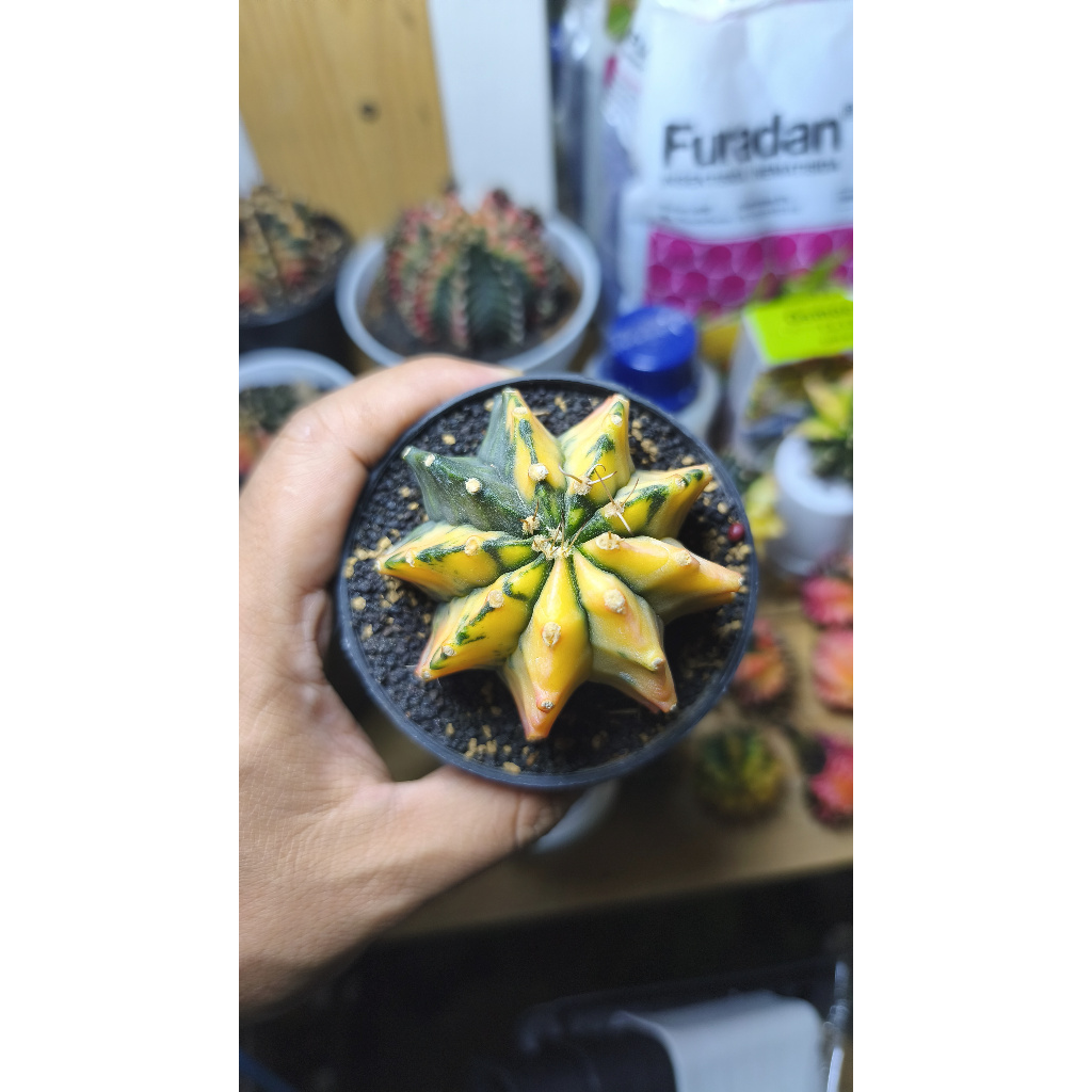 Kaktus Gymnocalycium Mihanovichii Variegata Buat Indukan Koleksi Pilihan Murah  Stok 1 Sesuai Foto