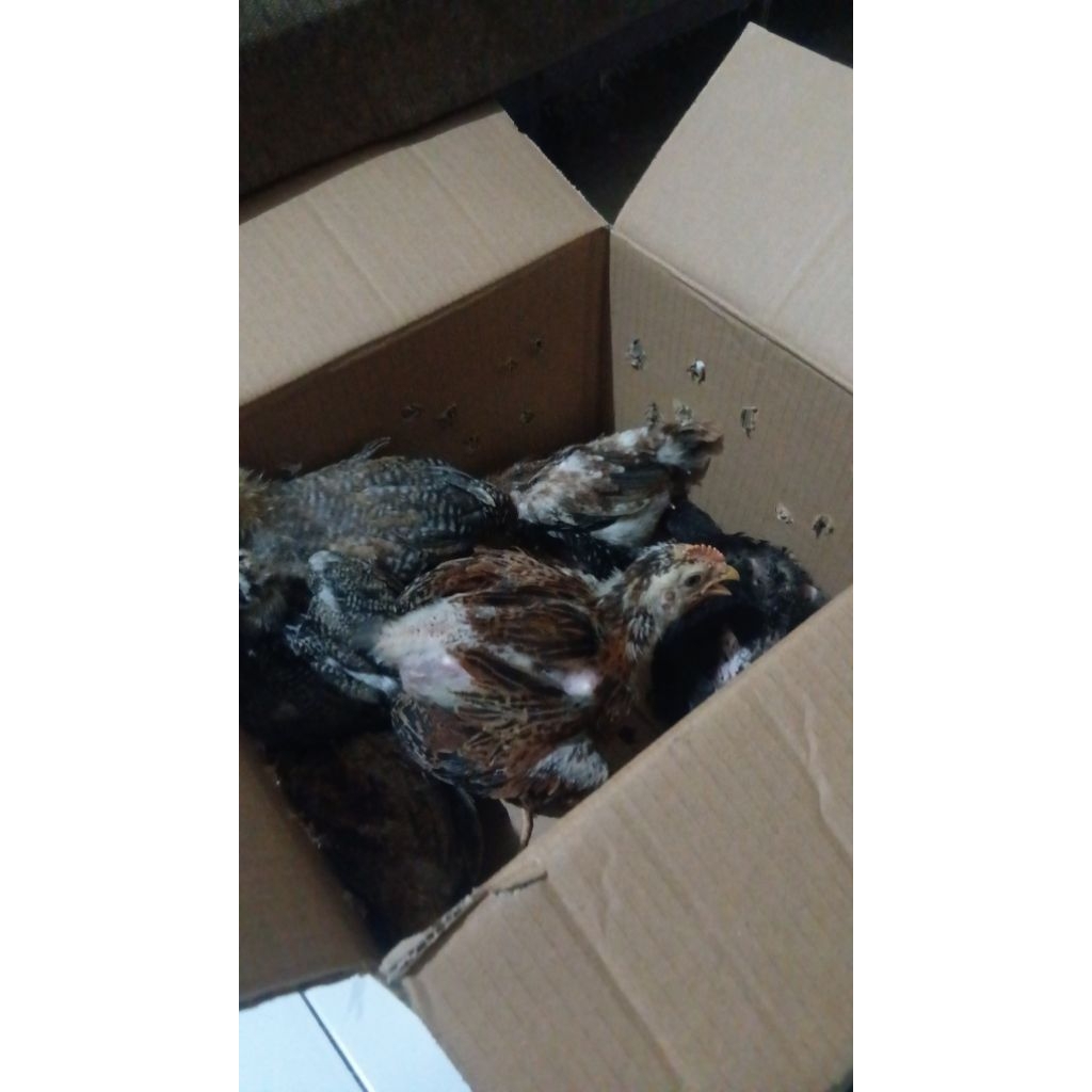 ayam umur 1 bulan