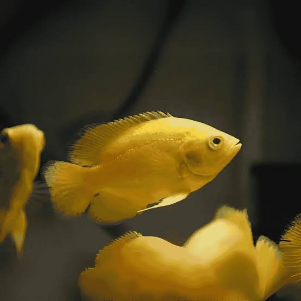 Oscar Lemon Yellow - COD