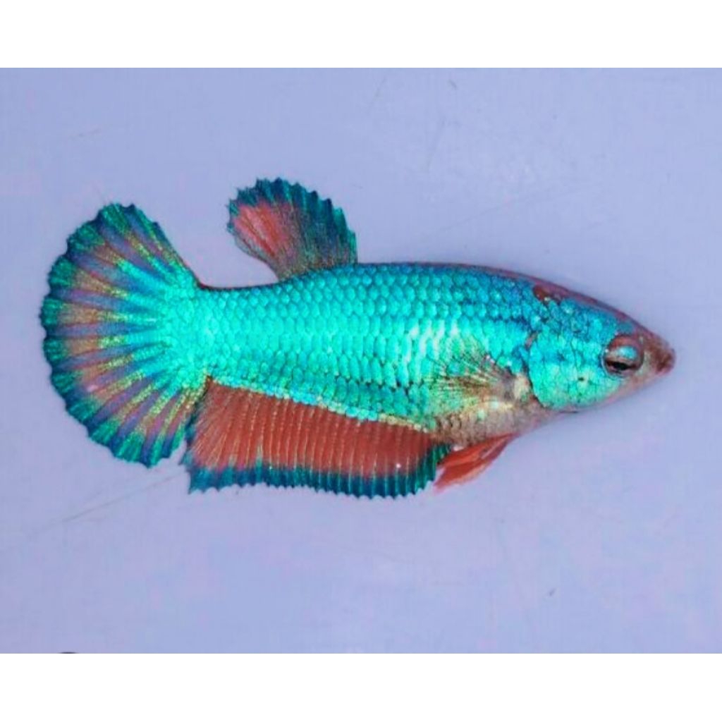 hiasan akuarium jayen besgel betina