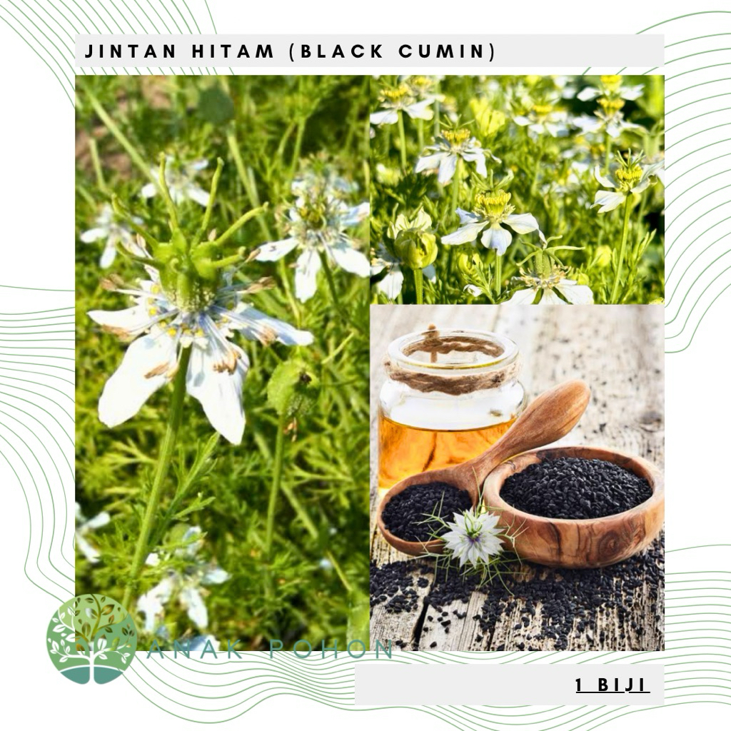 Benih Bibit Biji - Jintan / Jinten Hitam Habbatussauda (Black Cumin) - IMPORT