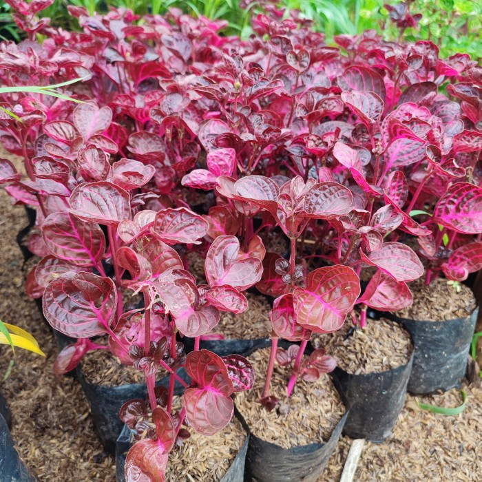 Alltechshop_ 1Kg - Polybag Tanaman Plastik Polybag / Polybag Tanaman