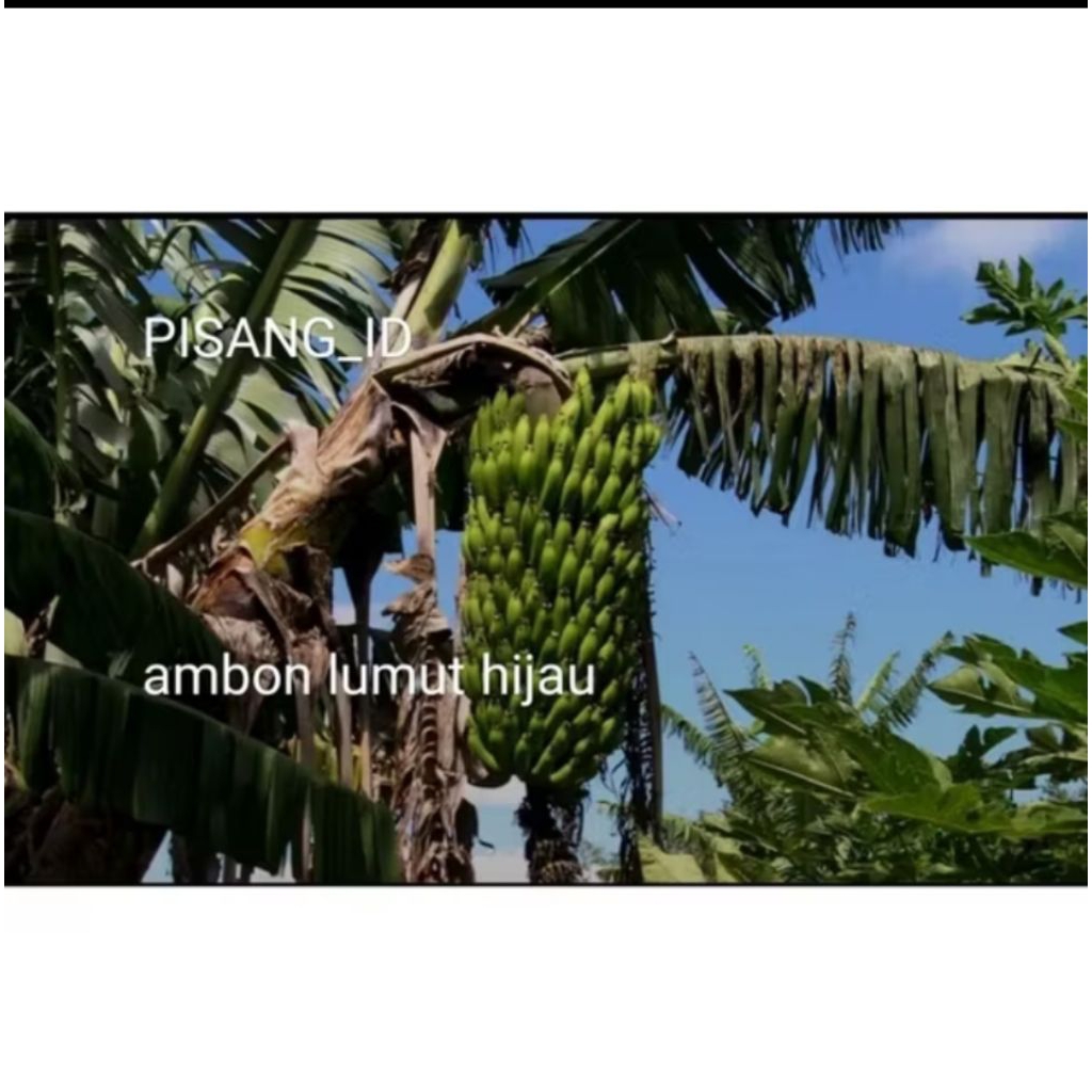 PROMO BIG SALE PAKETAN ( ISI 10 ) BIBIT PISANG AMBON LUMUT HIJAU KUALITAS UNGGUL CEPAT BERBUAH MANIS