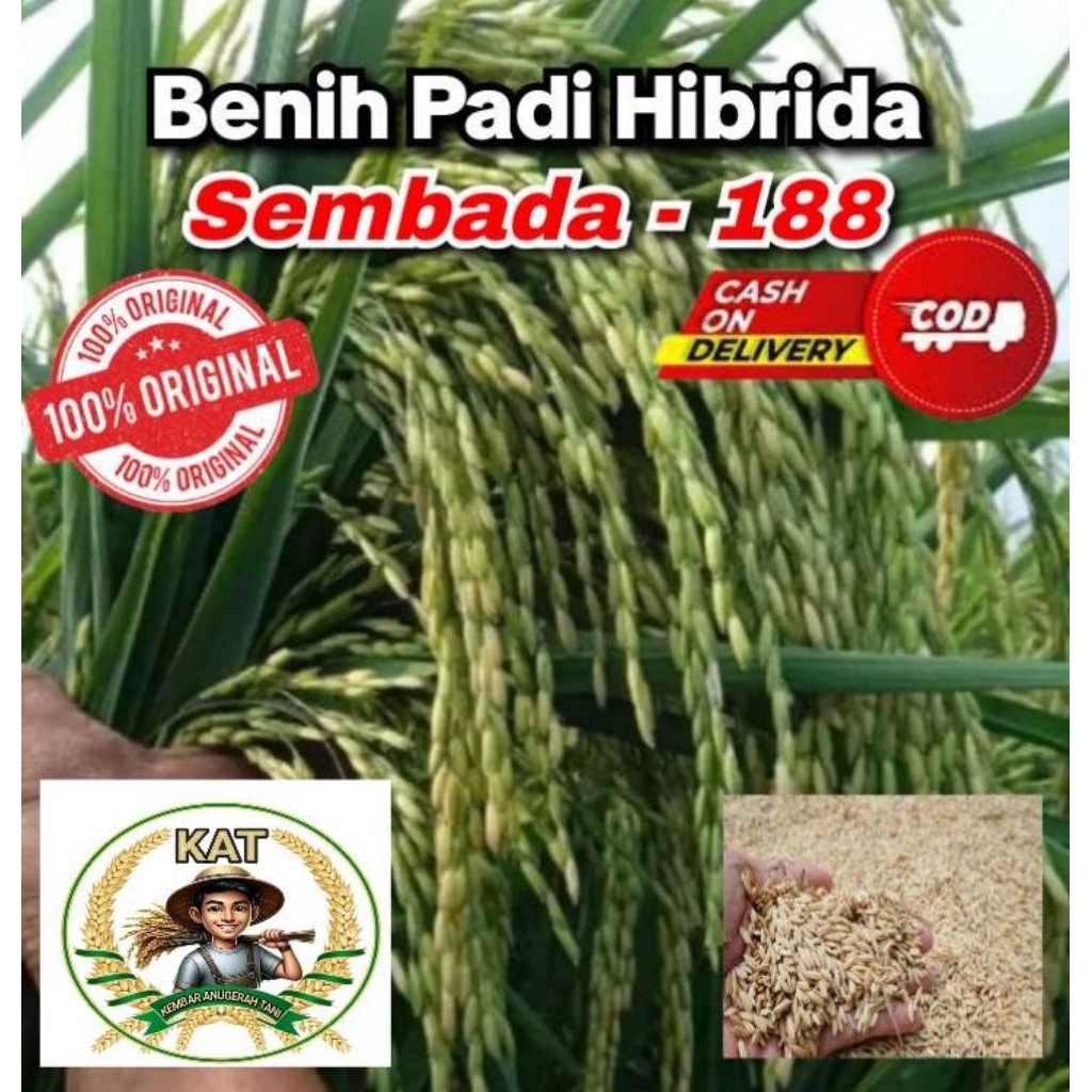 Benih Padi Hibrida SEMBADA 188 Kemasan 5 KG Kualitas Super