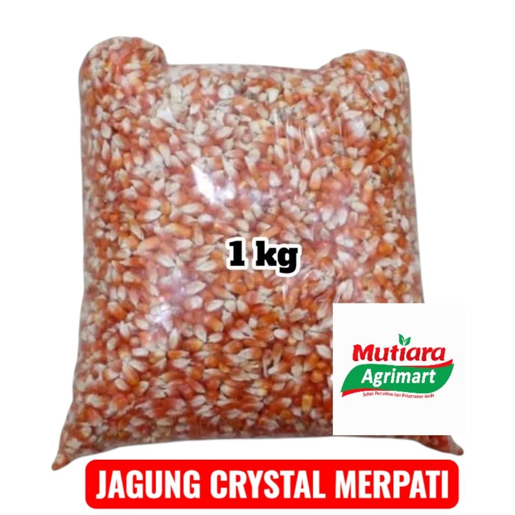 JAGUNG KRISTAL MERPATI 1KG // PAKAN BURUNG MERPATI // PAKAN BURUNG DARA // JAGUNG MERPATI BERKUALITA