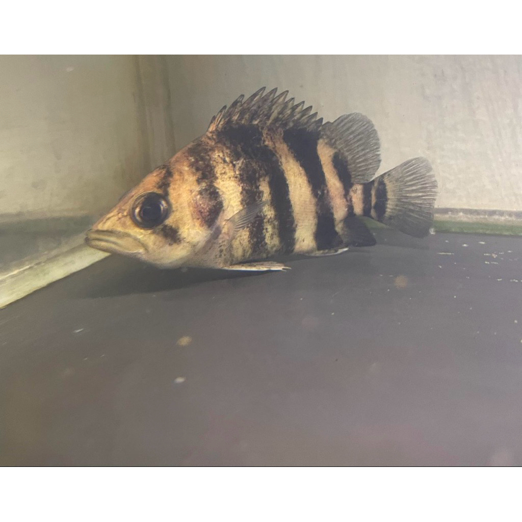 ikan datz tigerfish 3 bar fork 14cm