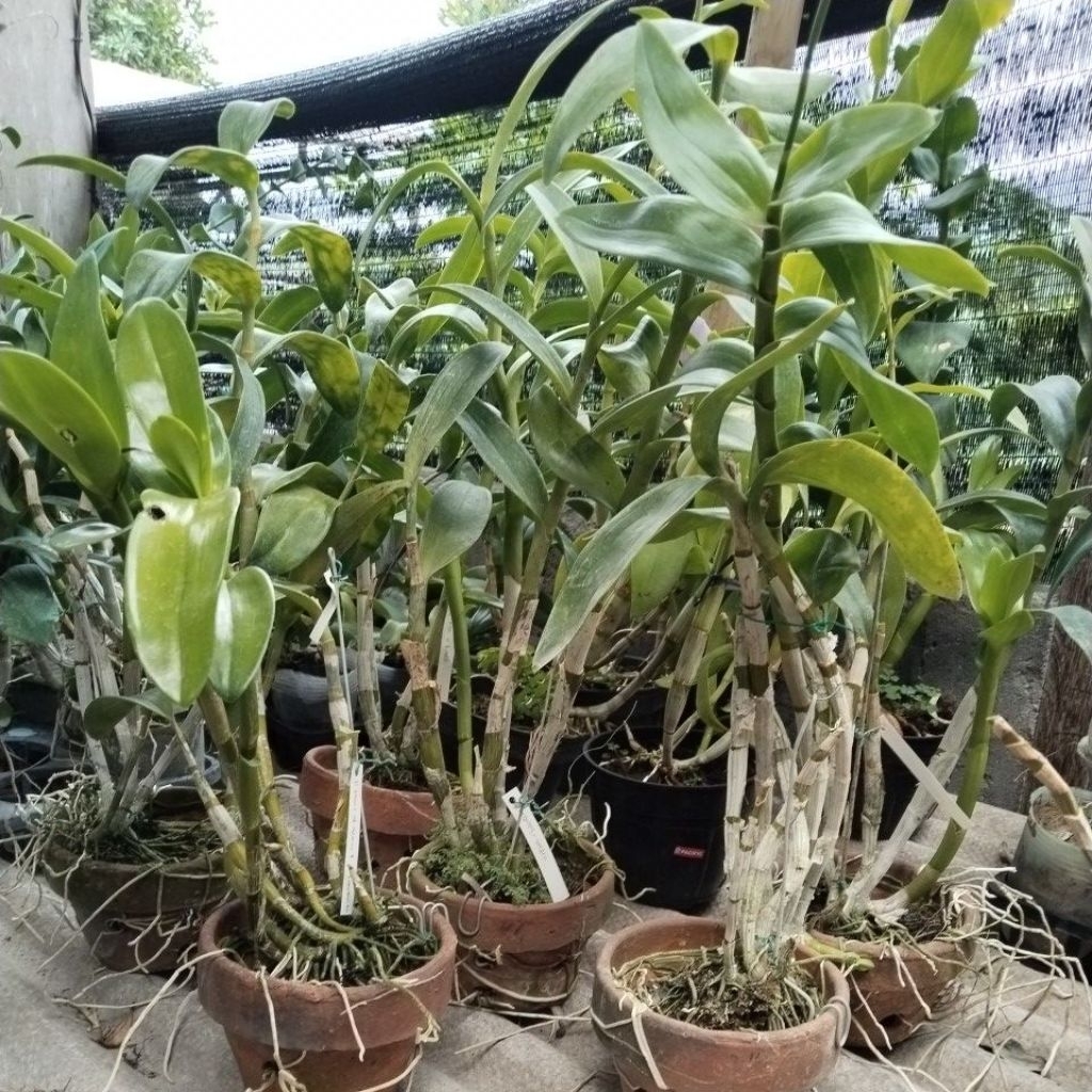 Anggrek Dendro kriting Dewasa Jumbo 100  cm up