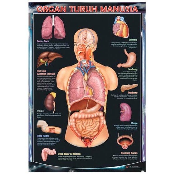 Poster  Organ Tubuh Manusia
