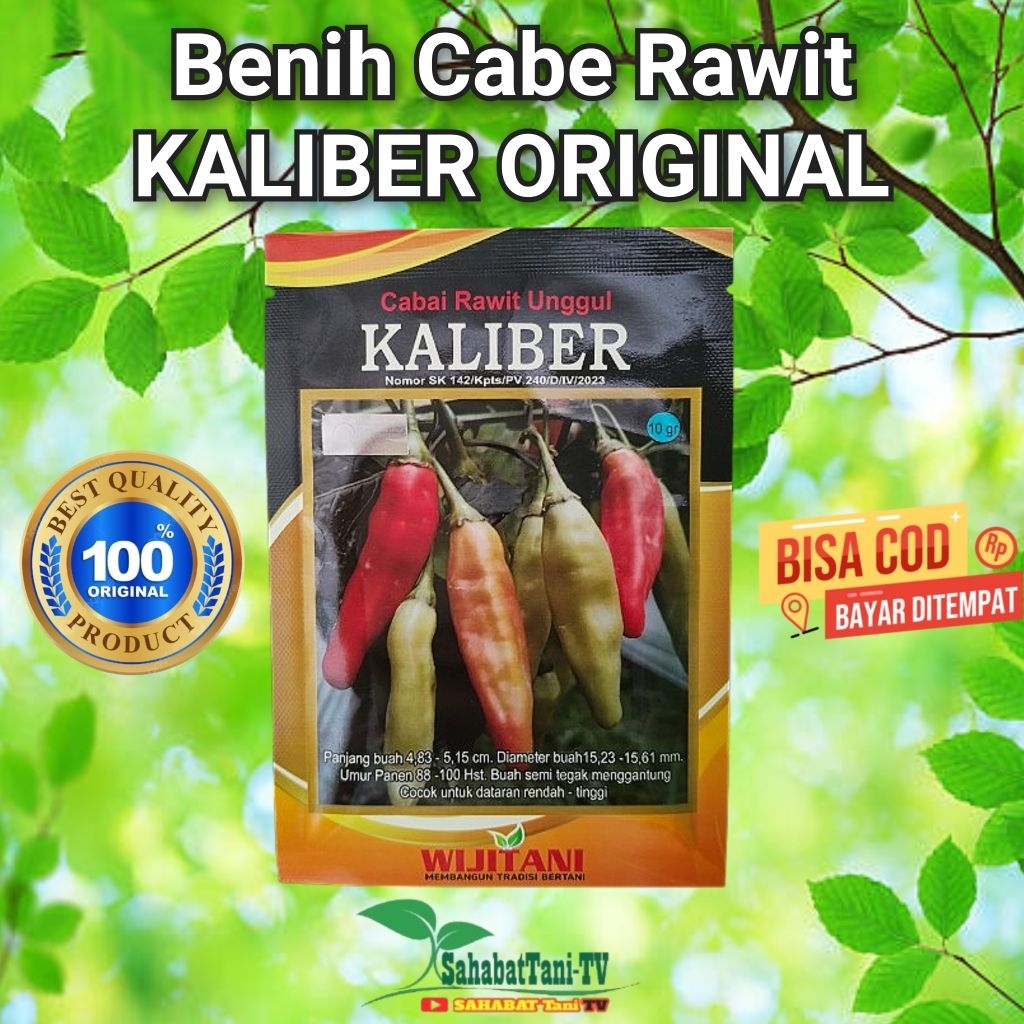 benih cabe Kaliber
