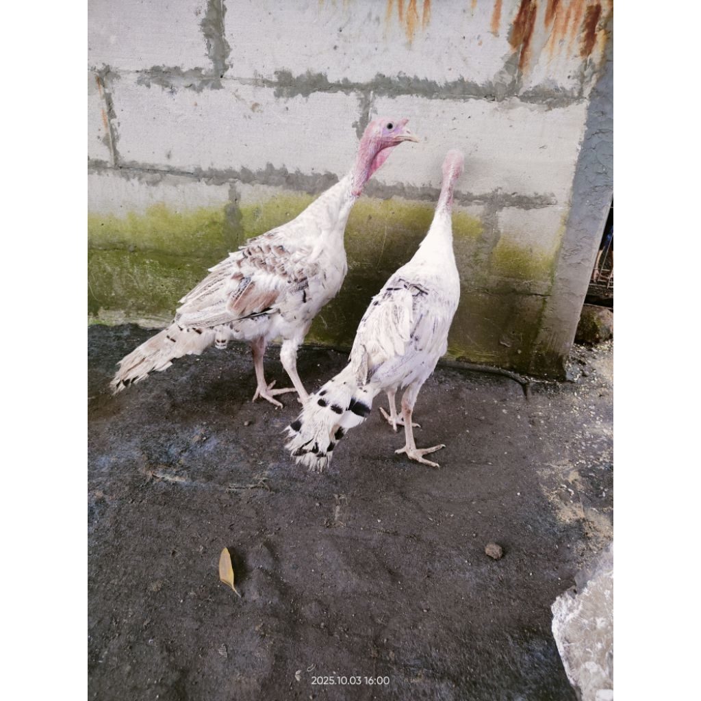 SepasangAyamKalkunUsia4bln