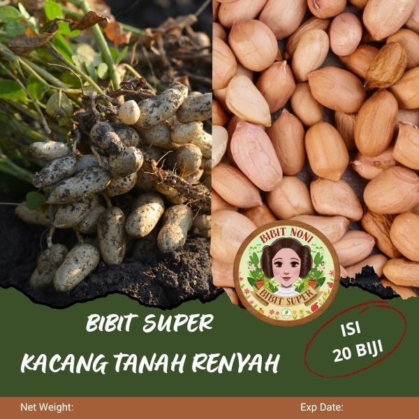 Bibit Super Kacang Tanah | Bibit Kacang Tanah