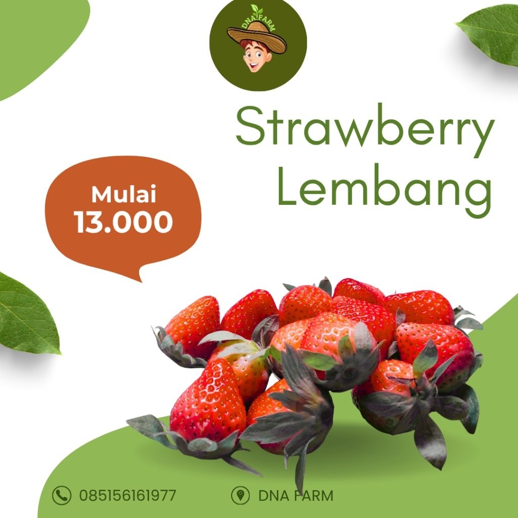 Strawberry Lembang Fresh 250 gram