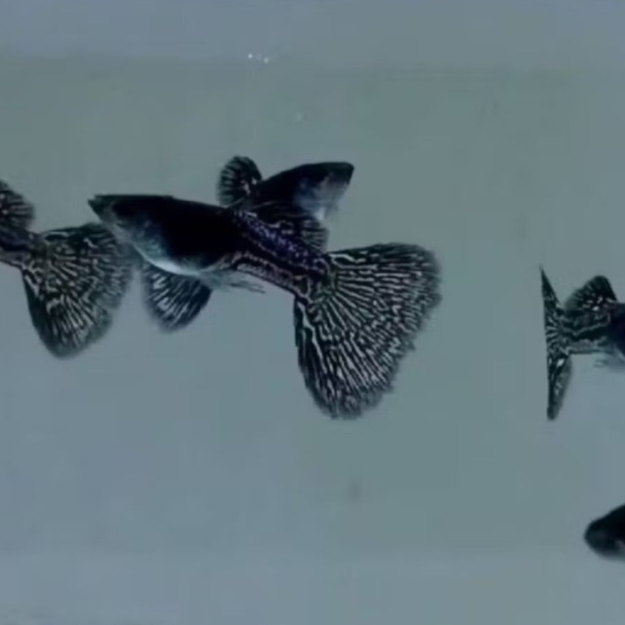 IKAN HIAS GUPPY BLACK COBRA SIZE +-3 CM [ISI 8 EKOR]