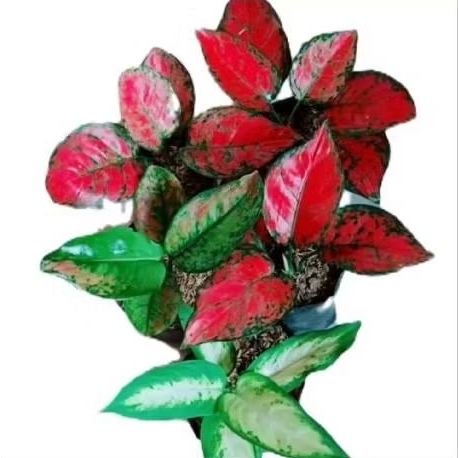 paket aglonema merah isi 5