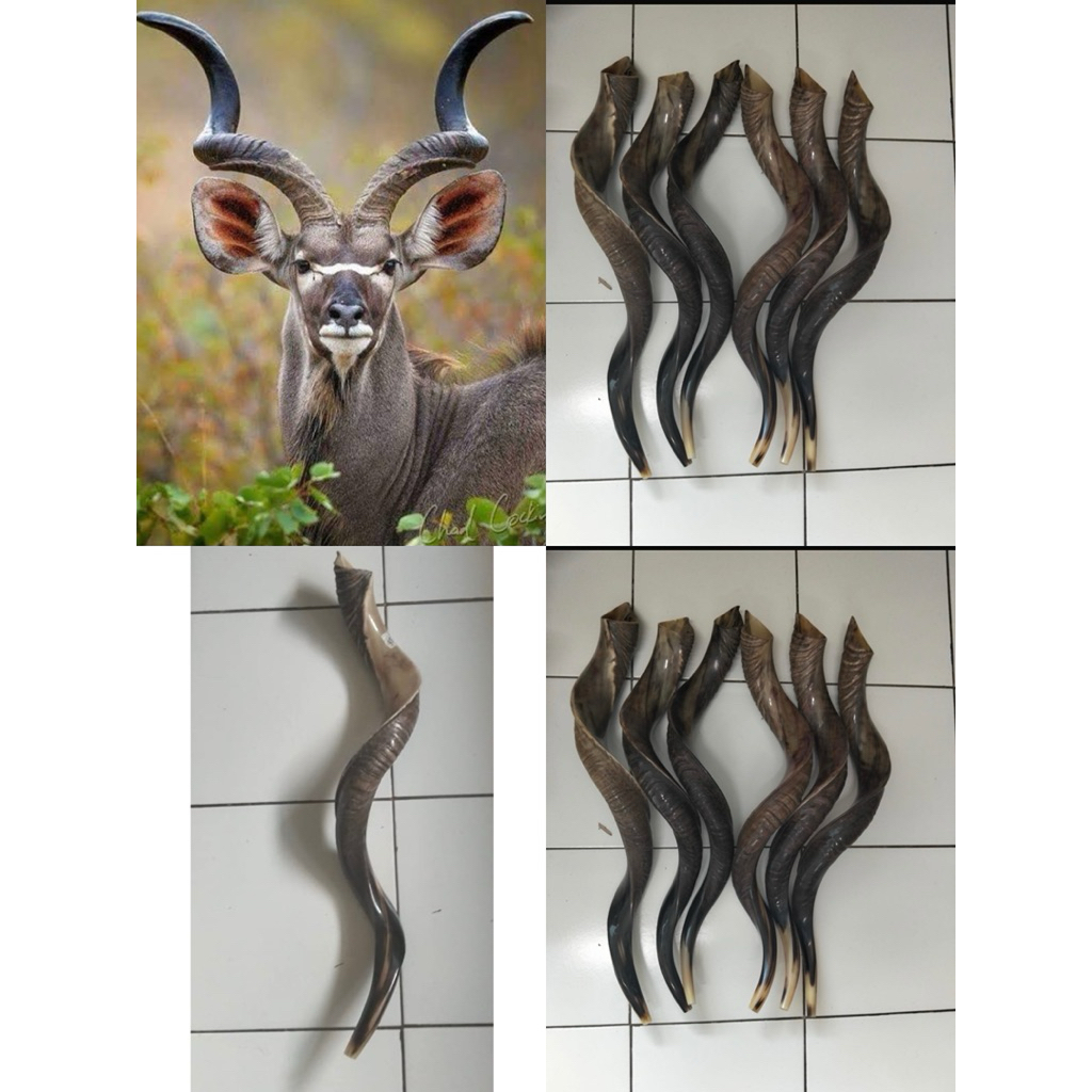 Shofar sangkakala premium Ori from Jerusalem type YAMINATE✅