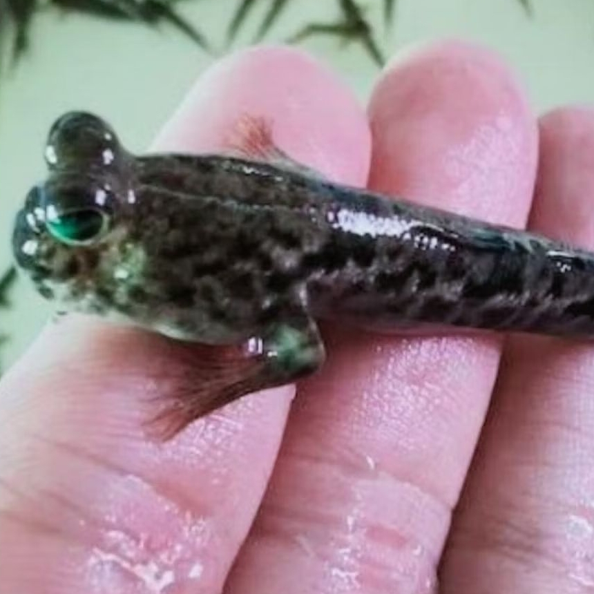 Ikan Glodok Ikan Hias Lucu Unik Paludarium